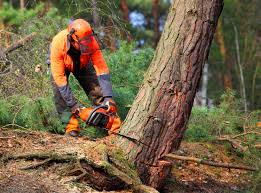 Best Pest Control for Lawns  in Suquamish, WA