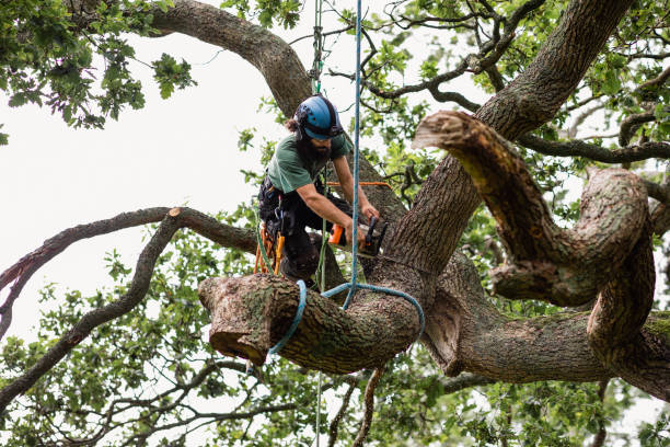 Best Fruit Tree Pruning  in Suquamish, WA