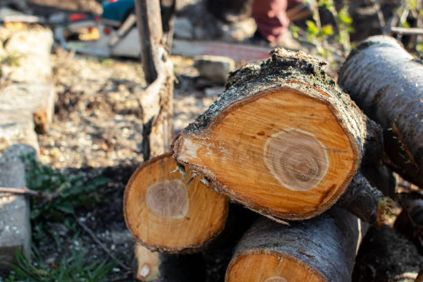 Best Tree and Shrub Care  in Suquamish, WA