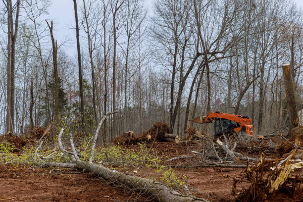 Best Root Management and Removal  in Suquamish, WA