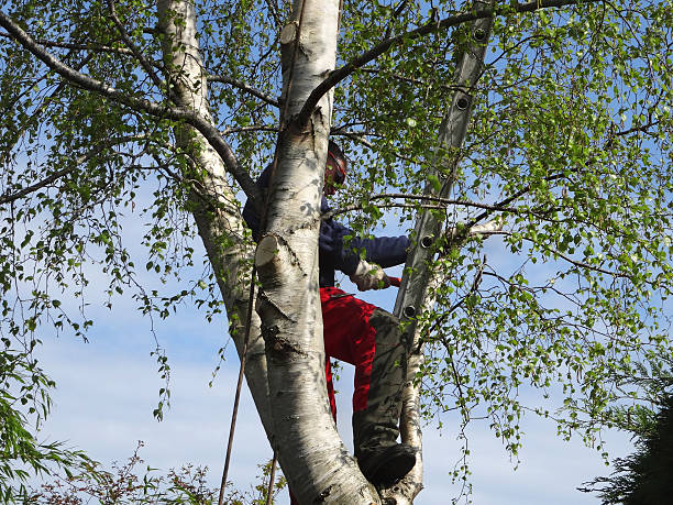 Best Tree Risk Assessment  in Suquamish, WA